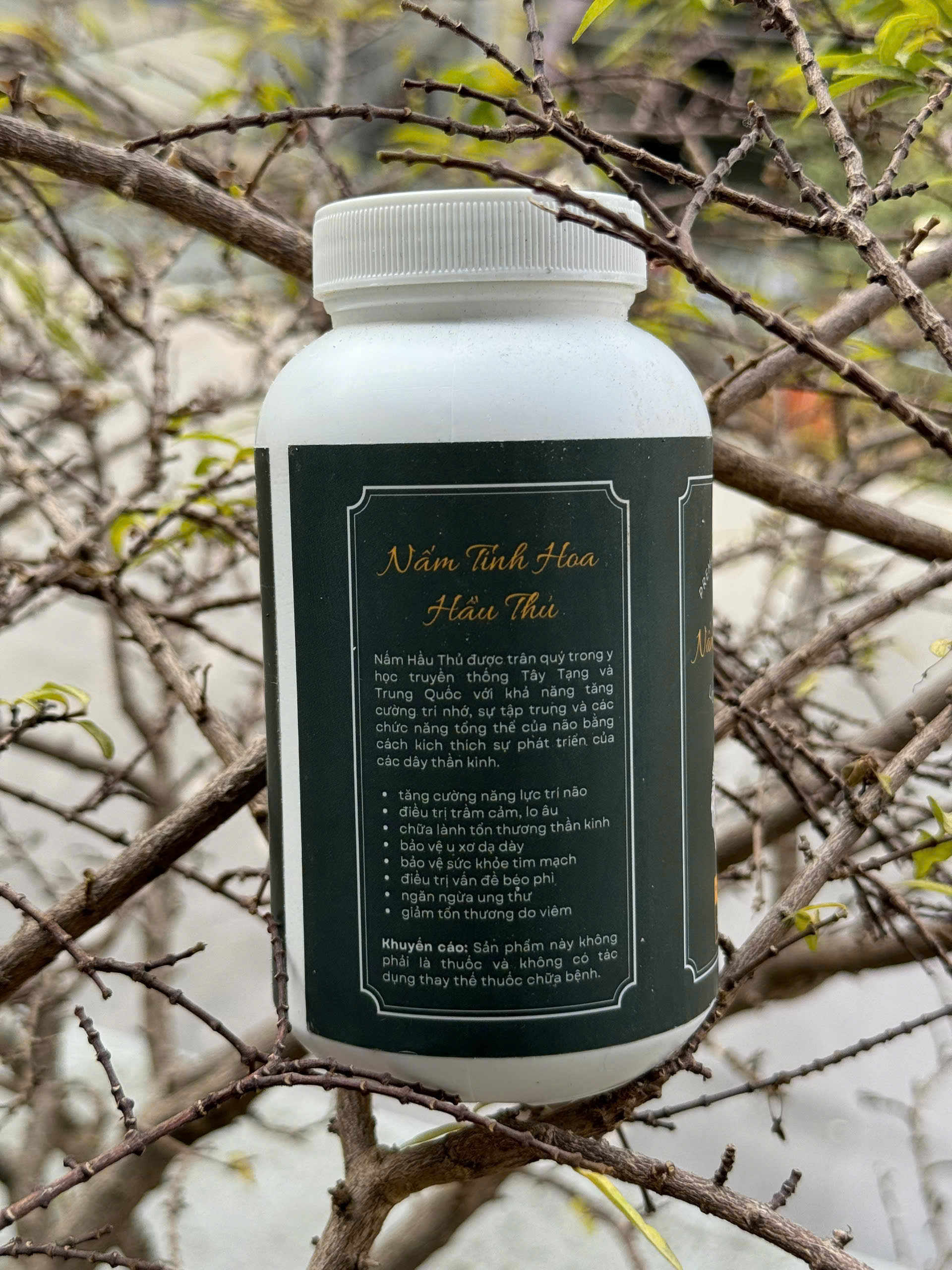Lion’s Mane (Nấm Hầu Thủ) - Ảnh 3