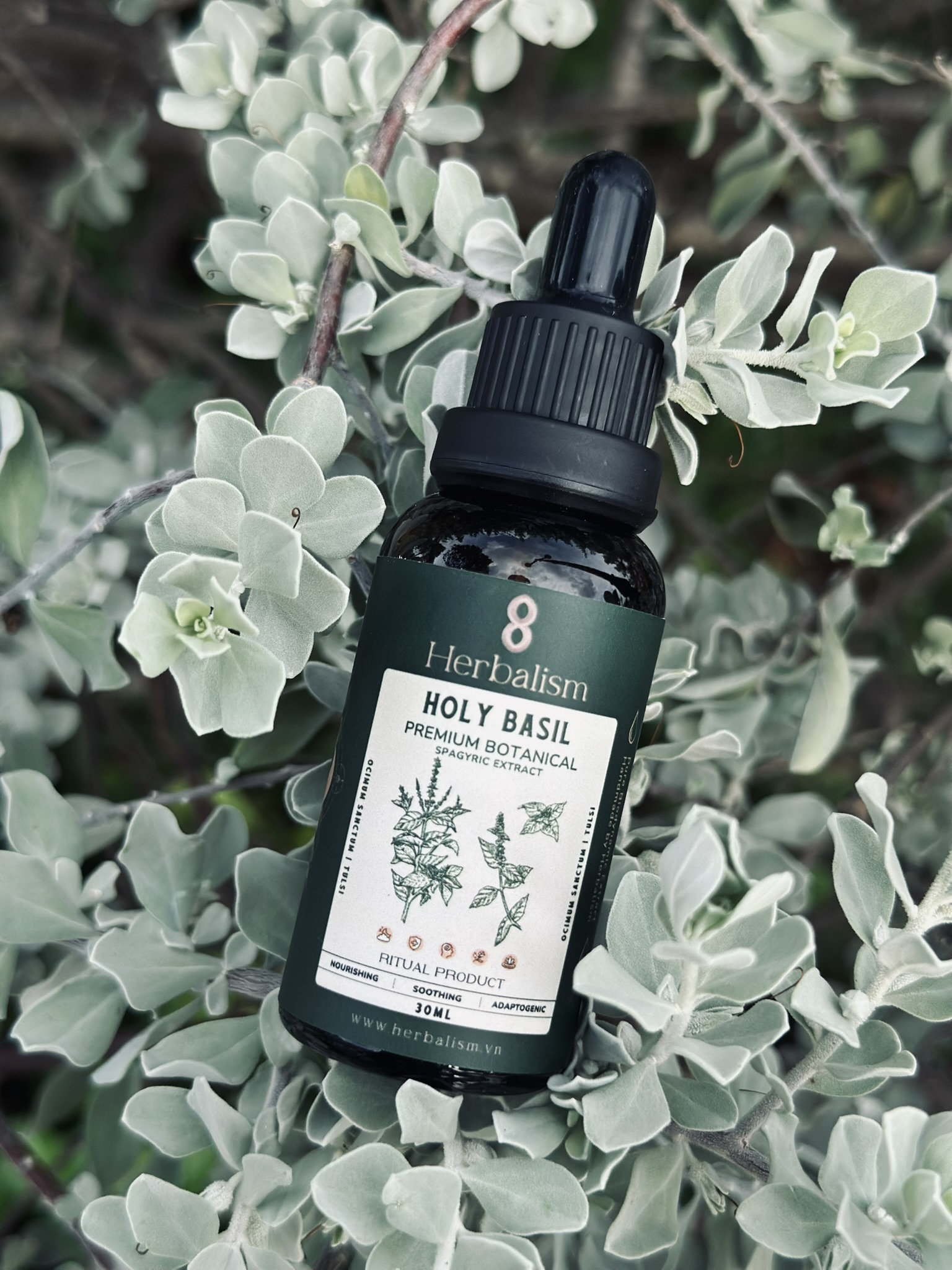 Chiết Xuất Hương Nhu Spagyric Tincture (Holy Basil - Ocimum sanctum)