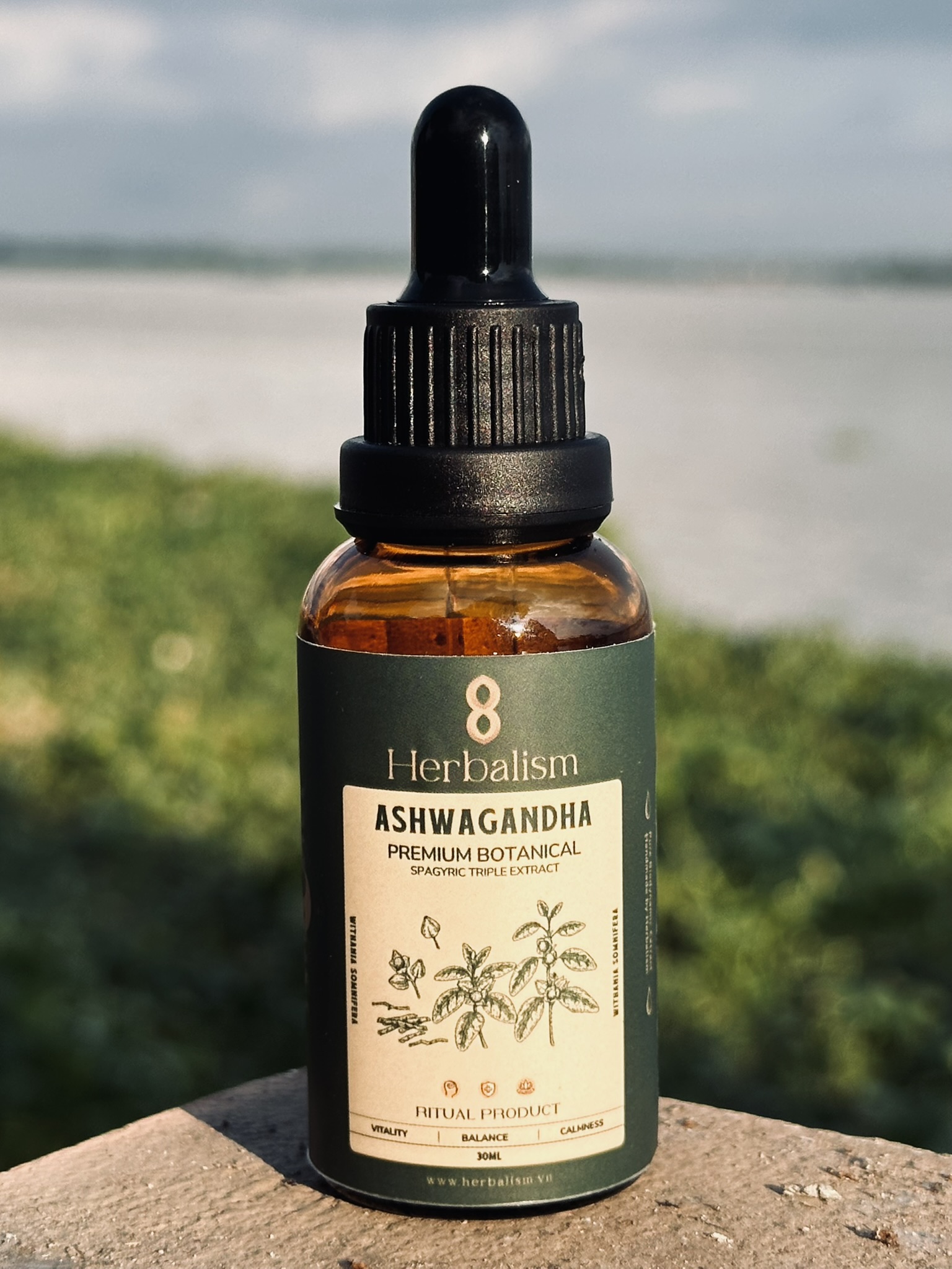 Chiết Xuất Ashwagandha (Withania somnifera)