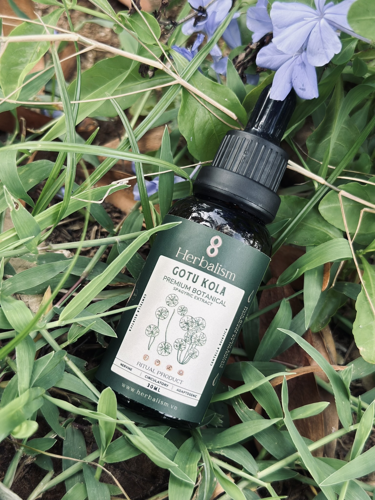 Chiết Xuất Rau Má Spagyric Tincture (Centella asiatica)