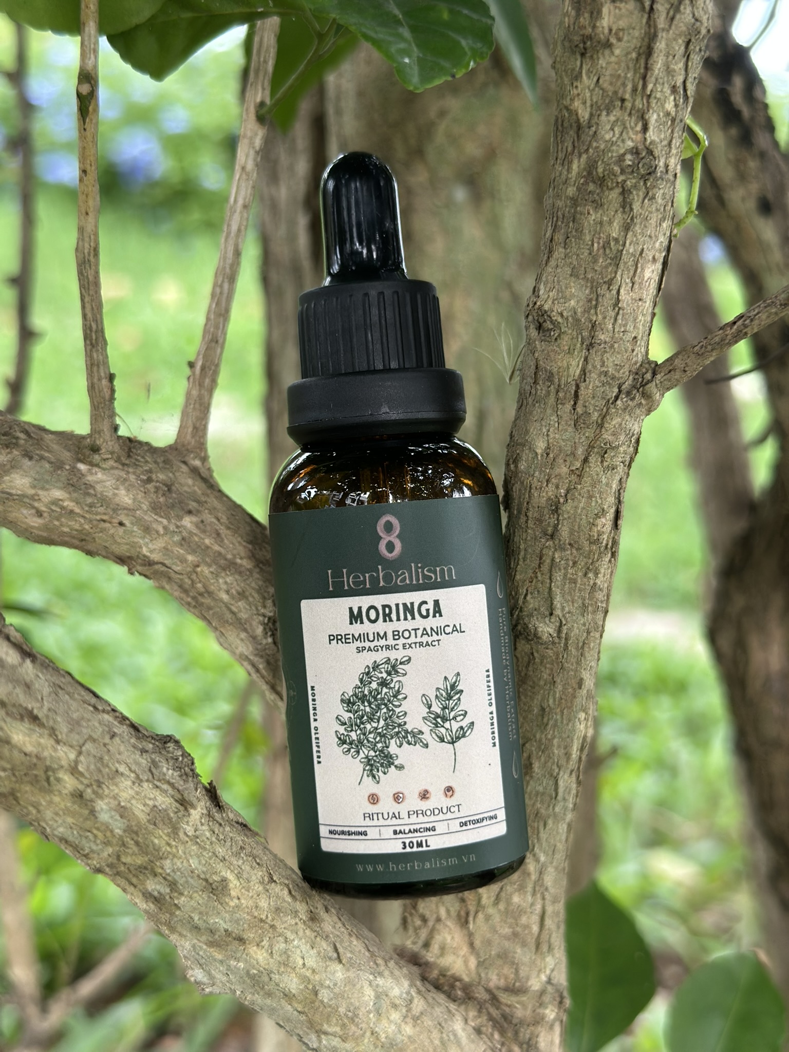 Chiết Xuất Chùm Ngây Spagyric Tincture (Moringa oleifera)