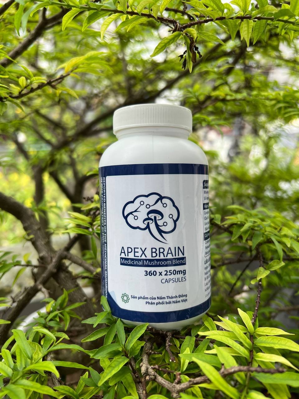 Apex Brain - Chiết xuất (Đông Trùng + Hầu Thủ) - Ảnh 2