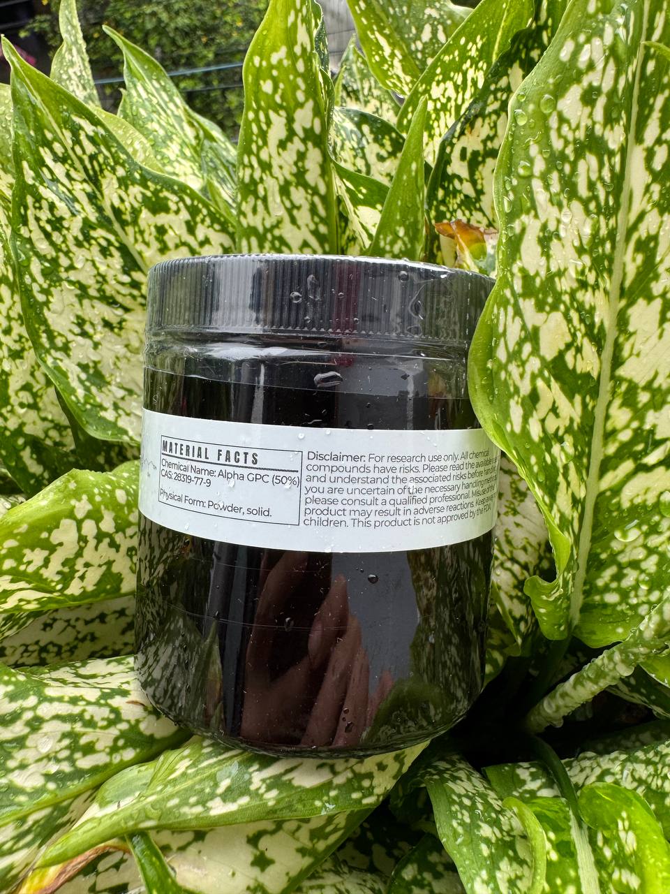 Alpha GPC (50%) – Powder, 50 grams - Ảnh 3